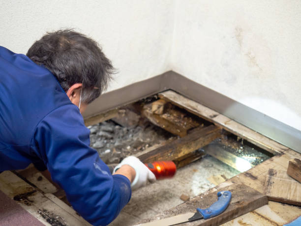 Best Bathroom Mold Remediation in Stacy, MN