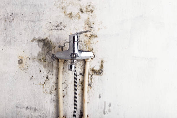 Reliable Stacy, MN Mold Remediation Solutions