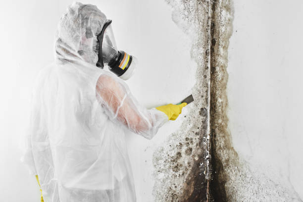 Best Mold Testing and Inspection Services in Stacy, MN