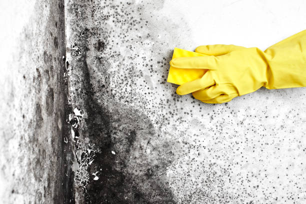 Best White Mold Remediation in Stacy, MN