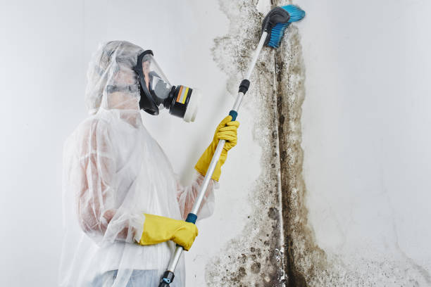 Best Residential Mold Remediation in Stacy, MN