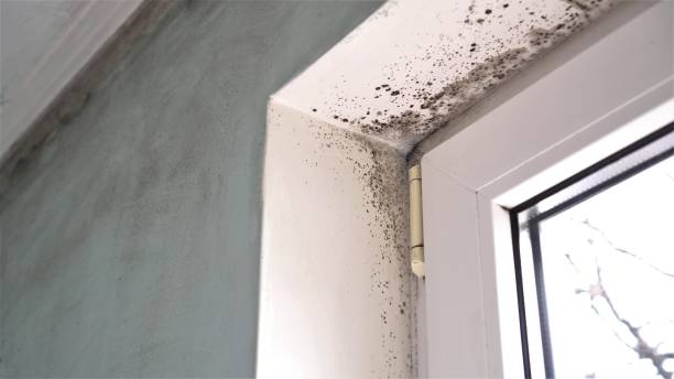 Best Emergency Mold Remediation in Stacy, MN