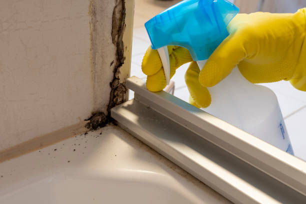 Best Industrial Mold Remediation in Stacy, MN