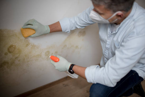 Best Attic Mold Remediation in Stacy, MN