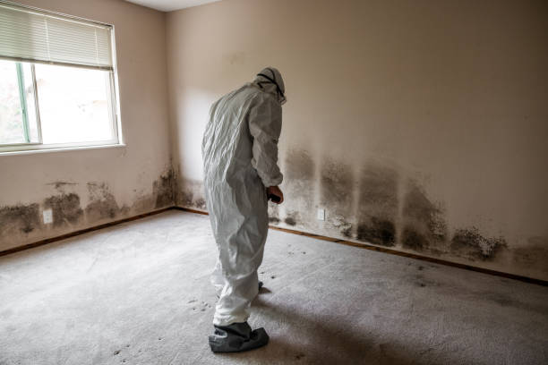 Best Kitchen Mold Remediation in Stacy, MN