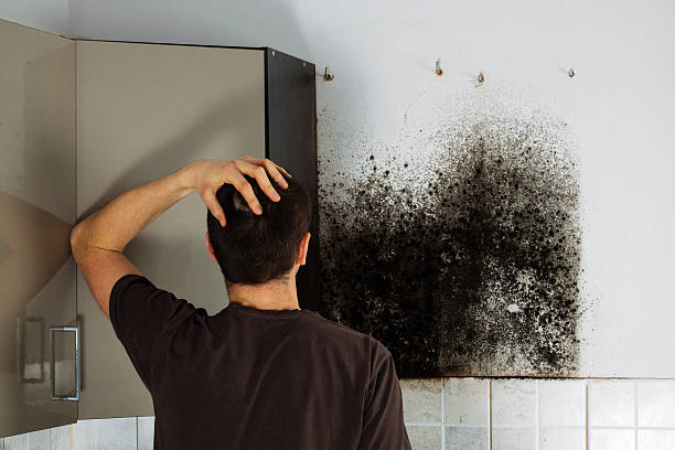 Best Mold Remediation for Schools in Stacy, MN