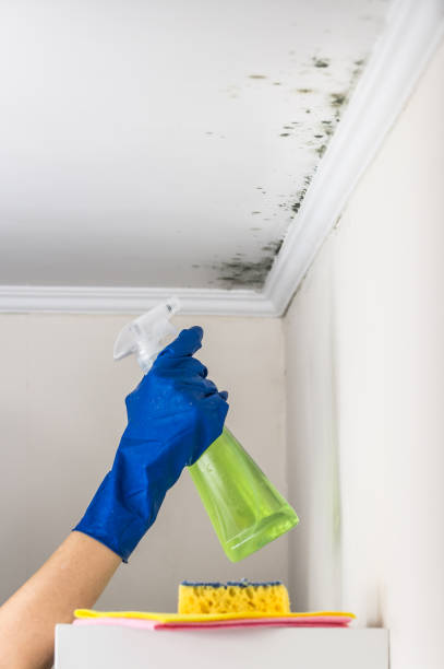Best Commercial Mold Remediation in Stacy, MN