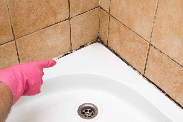 Best Black Mold Remediation in Stacy, MN